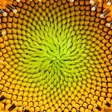 Biomimicry